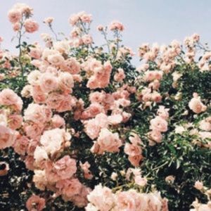 Meet your Posher, Alexa